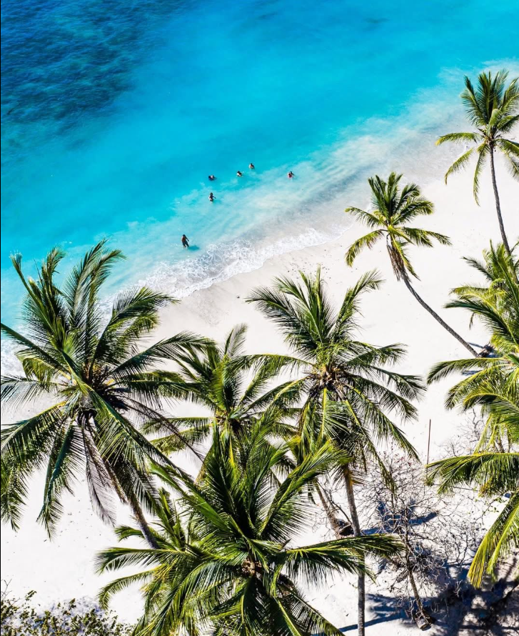 Vista aérea de palmeras y playa en Isla Tortuga